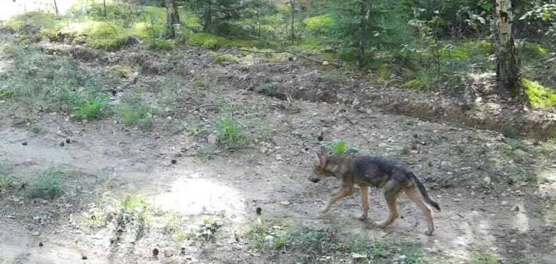 Wolf